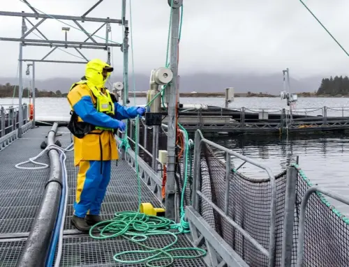 Slakteriet satsar på menneska