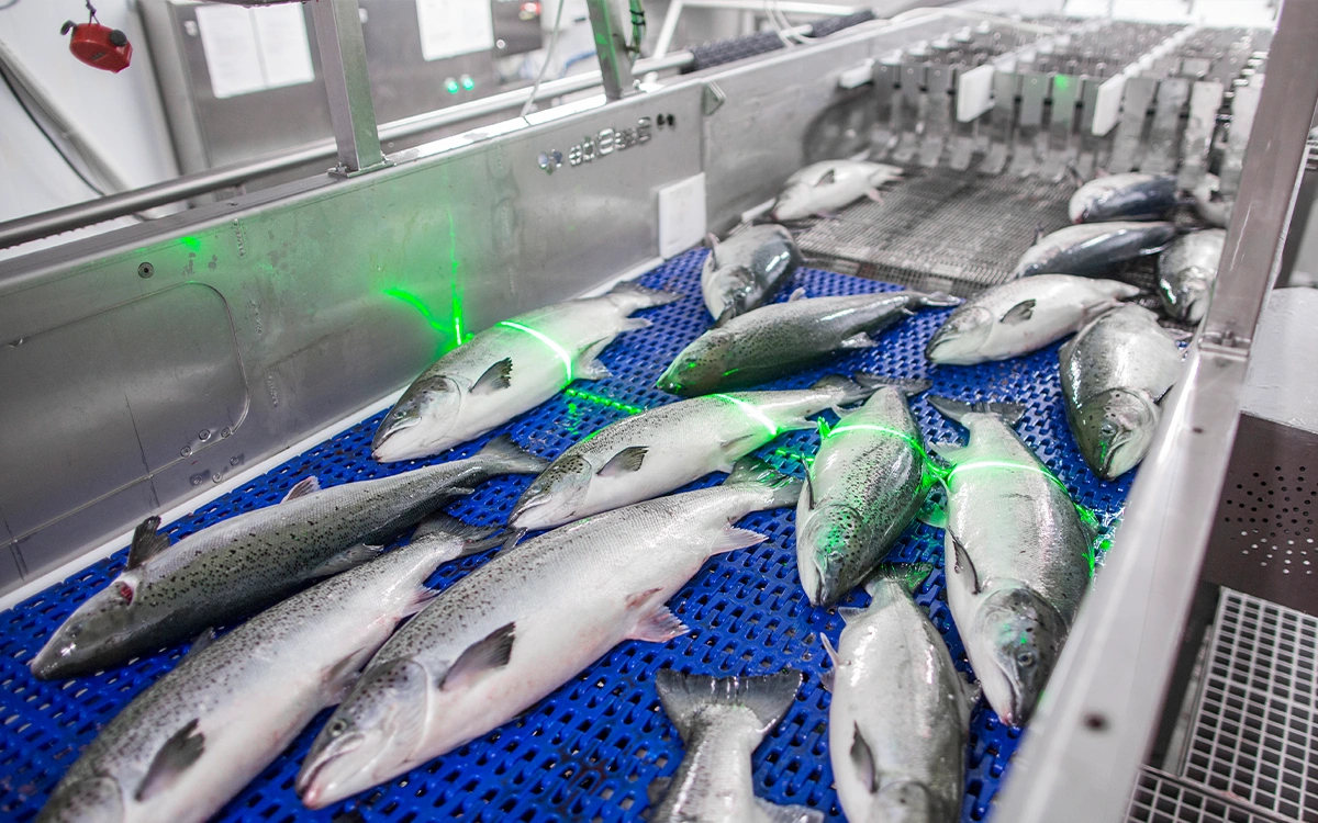 Slakteriet Brekke har beveget seg fra manuell til moderne produksjon